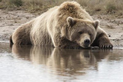 Matthias Breiter - Grizzly Bear sleeping on shore, Katmai National Park, Alaska