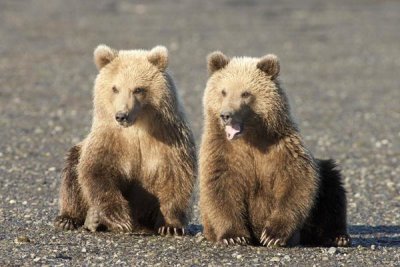 Matthias Breiter - Grizzly Bear cubs, one yawning, Katmai National Park, Alaska