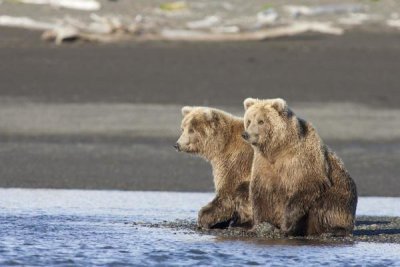 Matthias Breiter - Grizzly Bear yearlings on shore, Katmai National Park, Alaska