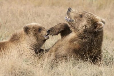 Matthias Breiter - Grizzly Bear mother and cub playing, Katmai National Park, Alaska
