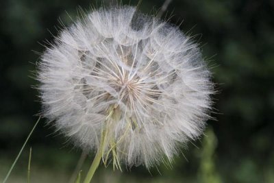 Matthias Breiter - Dandelion seed head, Spruce Woods Provincial Park, Manitoba, Canada