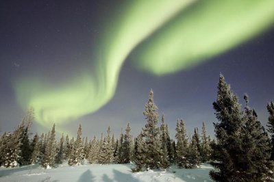 Matthias Breiter - Northern lights or aurora borealis over boreal forest, North America
