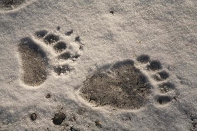 Matthias Breiter - Grizzly Bear front and back paw prints, Katmai National Park, Alaska