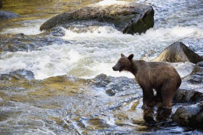 Matthias Breiter - Grizzly Bear fishing along Anan Creek, Tongass National Forest, Alaska