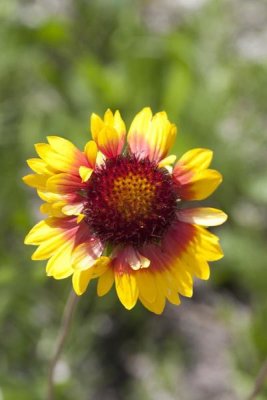 Matthias Breiter - Annual Coreopsis flower, Spruce Woods Provincial Park, Manitoba, Canada