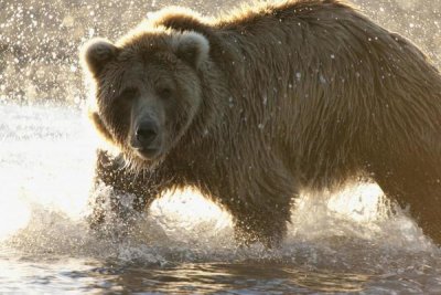 Matthias Breiter - Grizzly Bear foraging for salmon in stream, Katmai National Park, Alaska