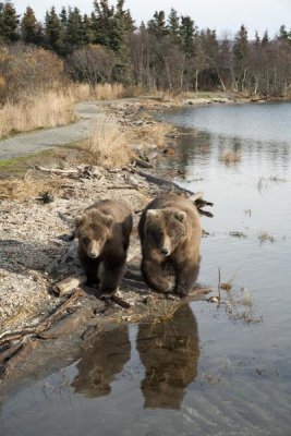 Matthias Breiter - Grizzly Bear mother and yearling walking along river, Katmai National Park, Alaska