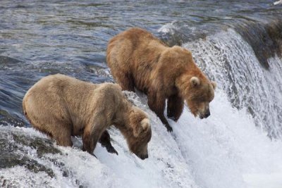 Matthias Breiter - Grizzly Bear males waiting for salmon at Brooks Falls, Katmai National Park, Alaska