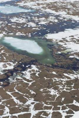 Matthias Breiter - Aerial view of tundra polygons and group of Muskox Arctic National Wildlife Refuge, Alaska