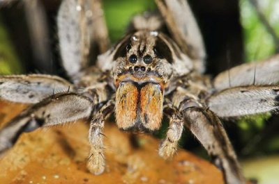 James Christensen - Wolf Spider, Mindo, western slope of Andes, Ecuador