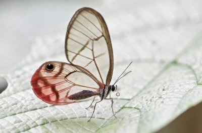 James Christensen - Pink-tipped Clearwing Satyr butterfly, Mindo, western slope of Andes, Ecuador