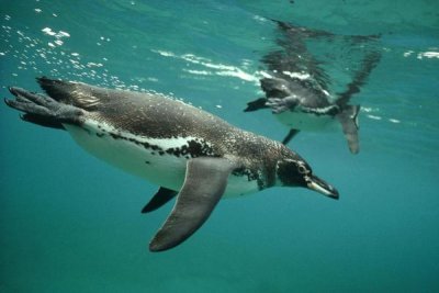 Tui De Roy - Galapagos Penguins diving, Bartolome Island, Galapagos Islands, Ecuador