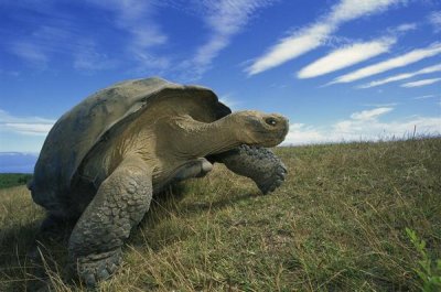 Tui De Roy - Galapagos Tortoise on caldera rim, Alcedo Volcano, Isabella Island, Galapagos Islands, Ecuador