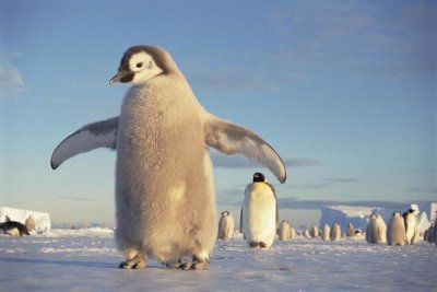 Tui De Roy - Emperor Penguin chick on fast ice, No-name Rookery, Princess Martha Coast, Weddell Sea, Antarctica