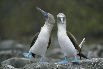 Tui De Roy - Blue-footed Boobies in courtship dance, Punta Cevallos, Galapagos Islands, Ecuador
