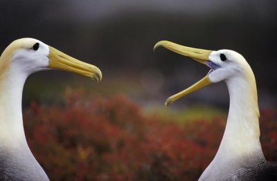 Tui De Roy - Waved Albatross courtship display, Punta Cevallos, Galapagos Islands, Ecuador