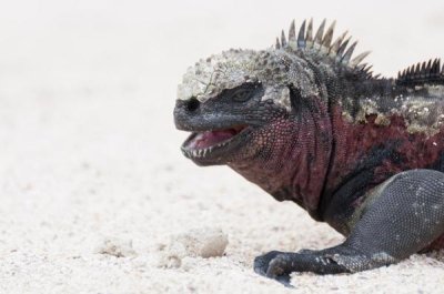 Tui De Roy - Marine Iguana, Galapagos Islands, Ecuador