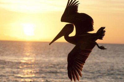 Tui De Roy - Brown Pelican flying, Galapagos Islands, Ecuador