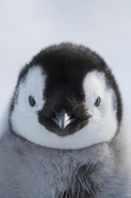 Tui De Roy - Emperor Penguin chick, Prydz Bay, eastern Antarctica