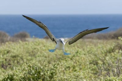 Tui De Roy - Blue-footed Booby landing, Galapagos Islands, Ecuador