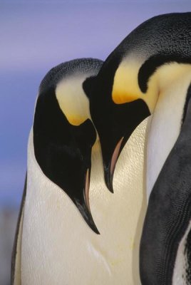 Tui De Roy - Emperor Penguin courting pair, Atka Bay, Princess Martha Bay, Weddell Sea, Antarctica