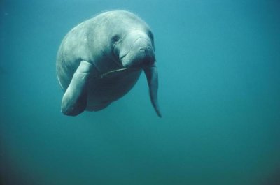 Tui De Roy - West Indian Manatee or Sea Cow wintering in clear spring waters, Crystal River, Florida