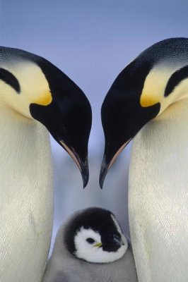 Tui De Roy - Emperor Penguin parents greeting chick, Atka Bay, Princess Martha Coast, Weddell Sea, Antarctica