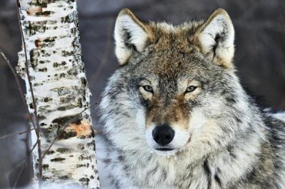 Jasper Doest - Gray Wolf portrait, Norway