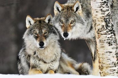 Jasper Doest - Gray Wolf pair in the snow, Norway