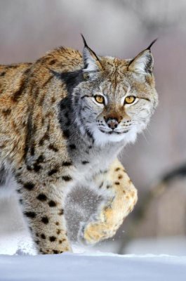 Jasper Doest - Eurasian Lynx walking through the snow, Norway