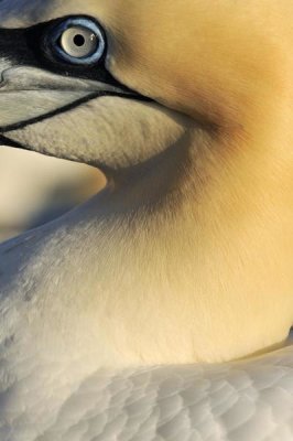 Jasper Doest - Northern Gannet Up Close, Saltee Islands, Ireland