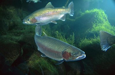 Michael Durham - Rainbow Trout pair underwater in Utah