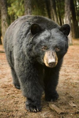 Michael Durham - Black Bear portrait during a mild winter, Oregon