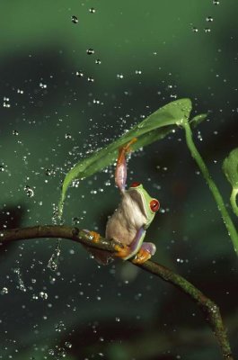 Michael Durham - Red-eyed Tree Frog in rain, native to Central and South America