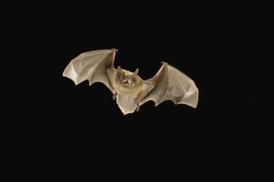 Michael Durham - Little Brown Bat flying at night, Coconino National Forest, Arizona