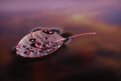 Michael Durham - European Smoketree leaf floating with sunset reflections, western Oregon