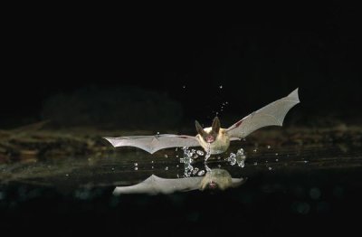 Michael Durham - Western Long-eared Myotis bat, drinking from pond, Deschutes National Forest, Oregon