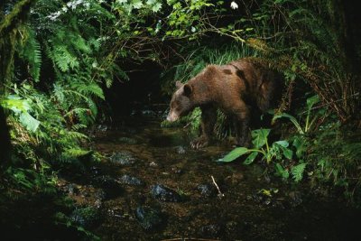 Michael Durham - Black Bear at night shot with a remote camera, de-commissioned army camp in Bonneville, Washington