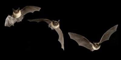 Michael Durham - Western Long-eared Myotis trio flying showing acrobatic maneuvers, Deschutes National Forest, Oregon