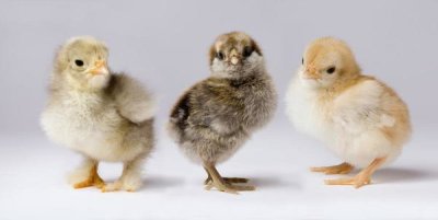 Michael Durham - Domestic Chicken chicks showing genetic variation used to bring out traits that help poultry producers