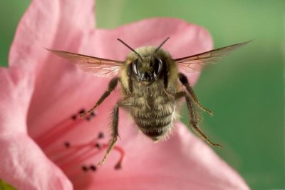 Michael Durham - Bumblebee flying toward the camera after collecting nectar from a Rhododendron flower, northeast Oregon