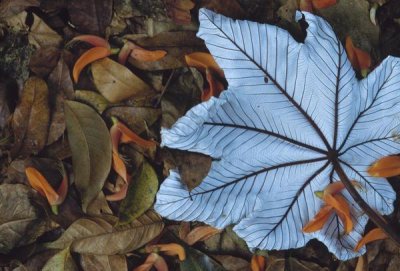 Gerry Ellis - Cecropia leaf atop lobster claw petals on tropical rainforest floor, Mesoamerica