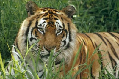 Gerry Ellis - Bengal Tiger portrait at the Hilo Zoo, Hawaii, native to India and southeast Asia