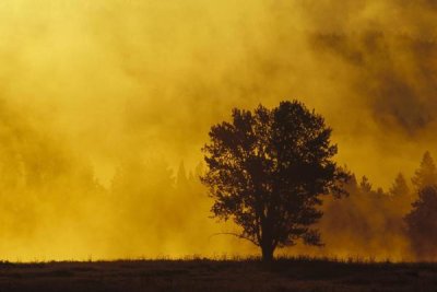 Gerry Ellis - Sunrise through thermal fog and lone tree, near Snake River, Grand Teton National Park, Wyoming