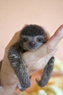 Suzi Eszterhas - Brown-throated Three-toed Sloth baby, Aviarios Sloth Sanctuary, Costa Rica
