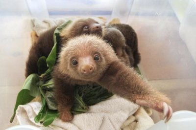 Suzi Eszterhas - Hoffmann's Two-toed Sloth orphaned babies, Aviarios Sloth Sanctuary, Costa Rica