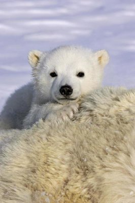 Suzi Eszterhas - Polar Bear cub peeking over mother's body, Wapusk National Park, Manitoba, Canada
