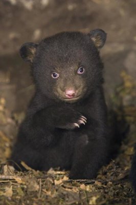 Suzi Eszterhas - Black Bear 7 week old cub in den