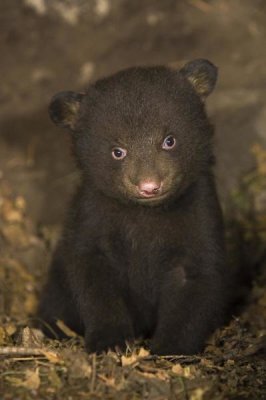 Suzi Eszterhas - Black Bear 7 week old cub in den