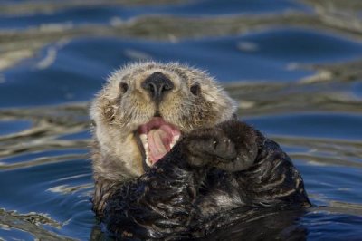 Suzi Eszterhas - Sea Otter yawning, Monterey Bay, California
